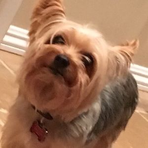 Meet your Posher, Monica